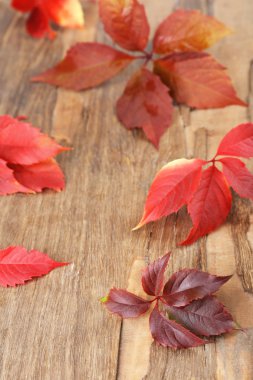 güzel sonbahar yaprakları