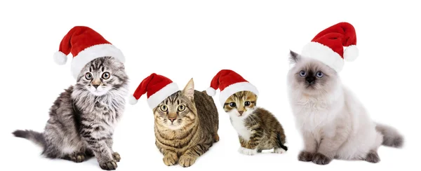 Santa Claus şapka üzerinde beyaz izole içinde cats — Stok fotoğraf