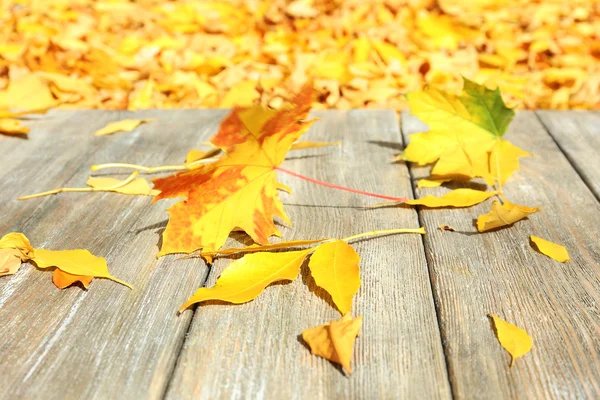 美しい秋の紅葉 — ストック写真