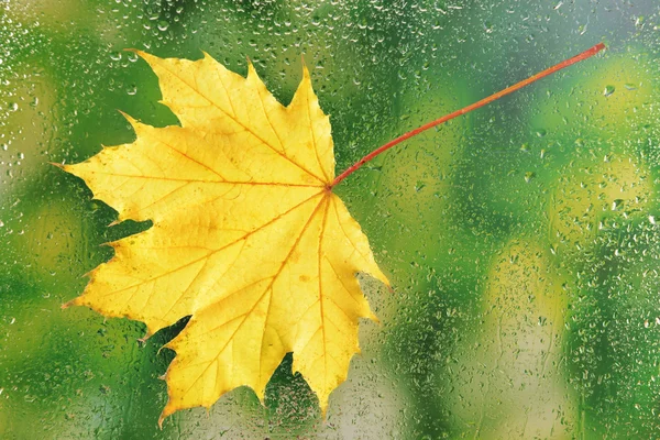 Осенний лист на окне — стоковое фото