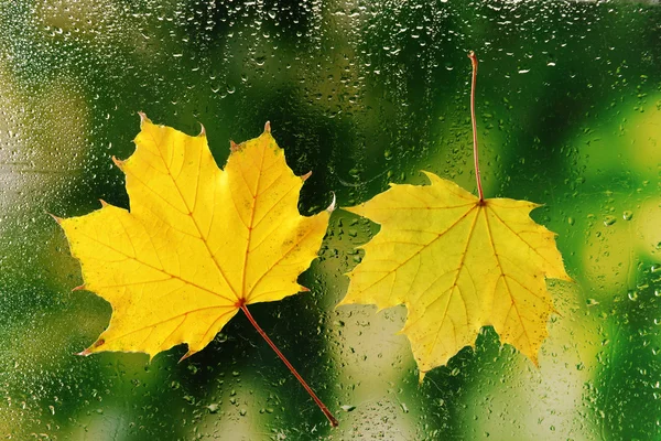 Hojas de otoño en ventana —  Fotos de Stock