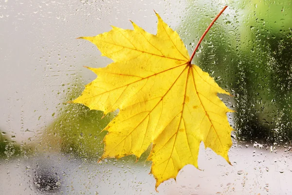 Foglia di autunno su finestra — Foto Stock