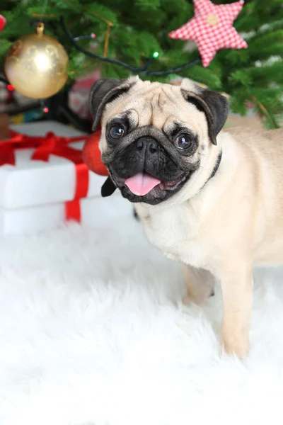 Pug dog near Christmas tree — Stock Photo, Image