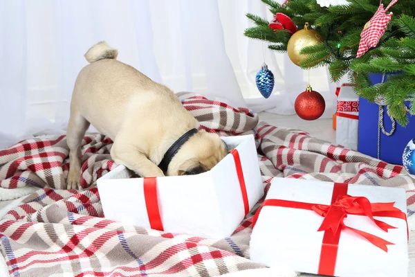 Pug dog  near Christmas tree — Stock Photo, Image