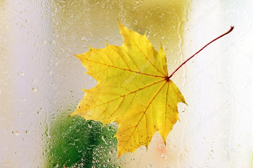 Autumn leaf on window