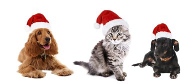Sevimli hayvanlar üzerinde beyaz izole Noel Baba şapkası