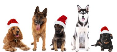 Santa Claus şapka üzerinde beyaz izole köpeklerde
