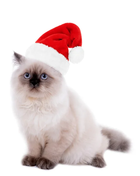 Cat in Santa Claus hat isolated on white — Stock Photo, Image