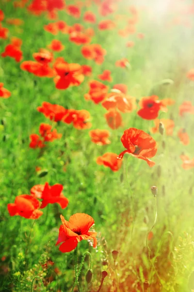 Belles fleurs de pavot dans le champ — Photo