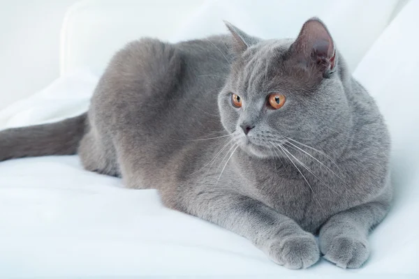 Кішки британські коротке волосся на світлому фоні — стокове фото