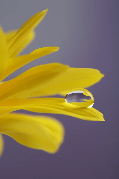 Csepp víz a virág — Stock Fotó