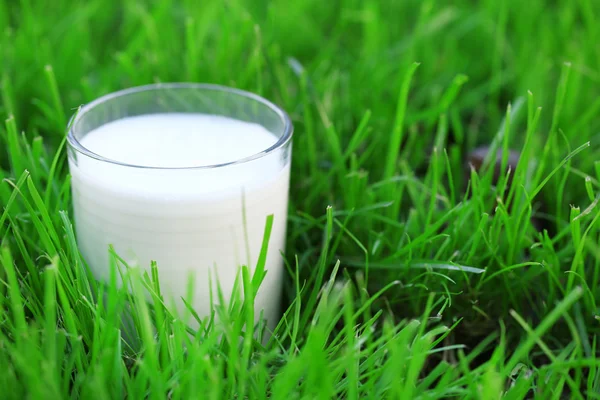 Mléko ve skle na trávě — Stock fotografie