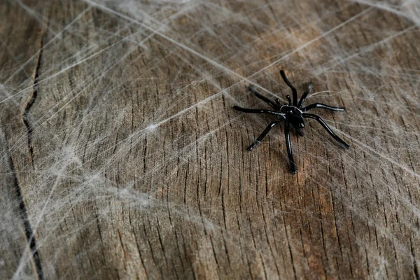 Cobweb con ragno — Foto Stock