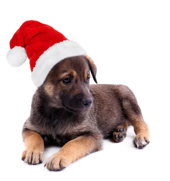 산타 클로스 모자에 재미 있는 강아지 — 스톡 사진