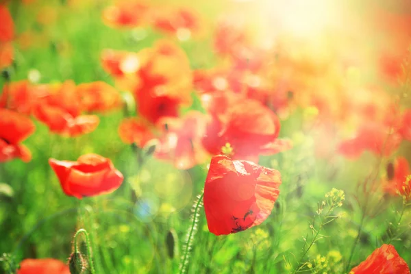 Fiori di papavero nel campo — Foto Stock