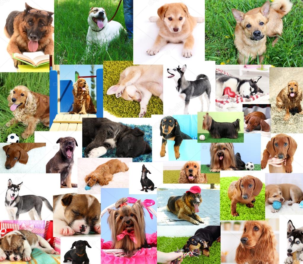 かわいい犬のコラージュ ストック写真 C Belchonock