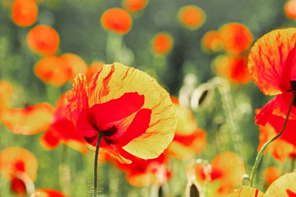 Prado con flores de amapola roja — Foto de Stock