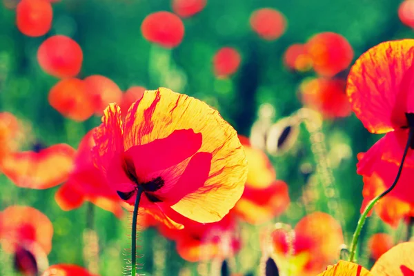 Prairie avec des fleurs de pavot rouge — Photo