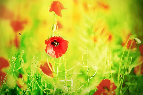 Λιβάδι με κόκκινα λουλούδια παπαρούνας — Φωτογραφία Αρχείου
