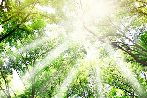 Hermosos árboles en el bosque — Foto de Stock