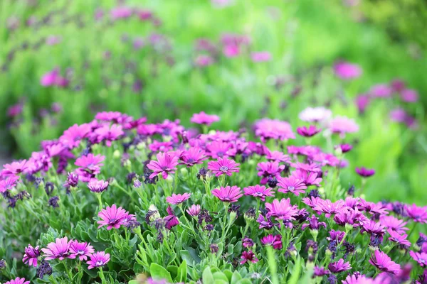 Vackra blommor i trädgården — Stockfoto