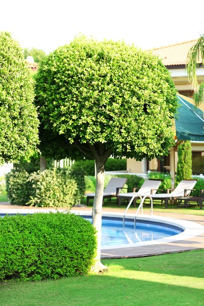 Bel arbre au bord de la piscine de l'hôtel — Photo