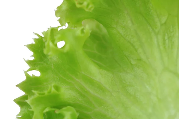 Green Salad leaf — Stock Photo, Image