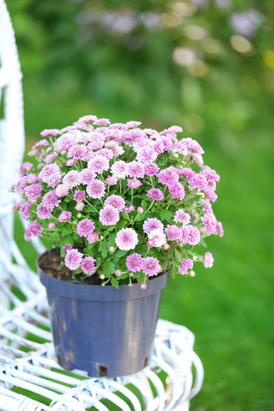 Kwiaty bzu na krzesło wiklinowe — Zdjęcie stockowe