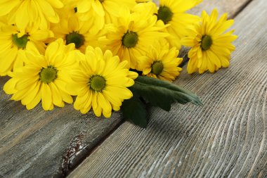 Krizantem ahşap arka plan üzerinde