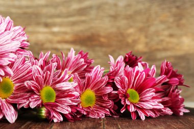Krizantem ahşap arka plan üzerinde
