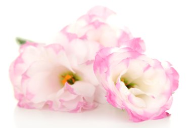 Güzel pembe eustoma