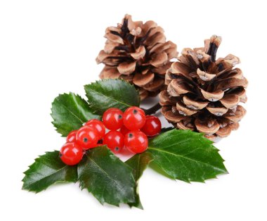 Ökse otu ve çam kozalakları