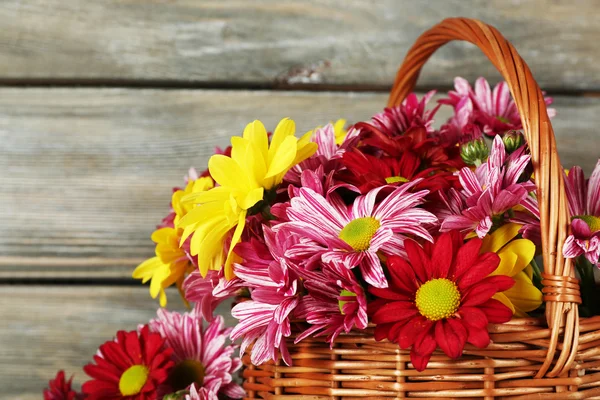 Beautiful chrysanthemum in basket on wooden background — Stock Photo, Image