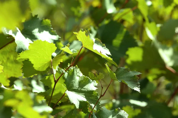 Grape leaves and sun beams — Stock Photo, Image