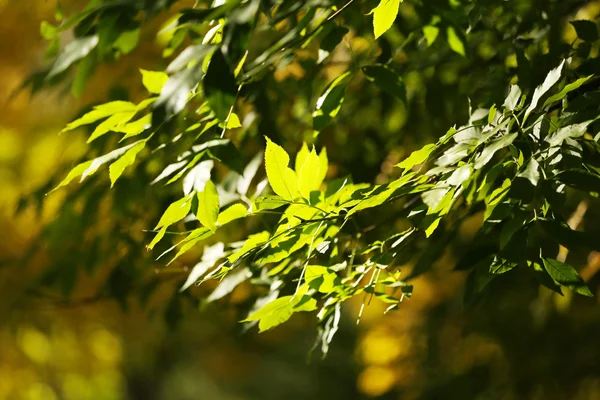 Hojas verdes en ramitas de cerca — Foto de Stock