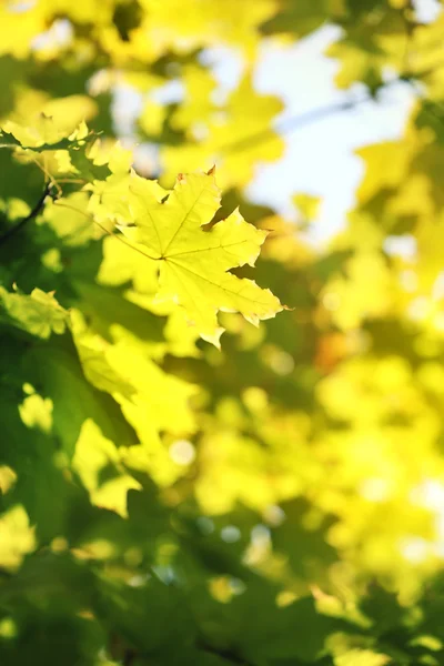 Hermosas hojas de otoño —  Fotos de Stock