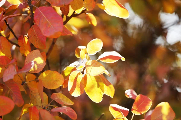 Piękne Jesienne liście — Zdjęcie stockowe