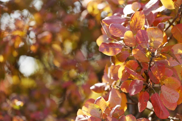 美丽的秋天叶子 — 图库照片