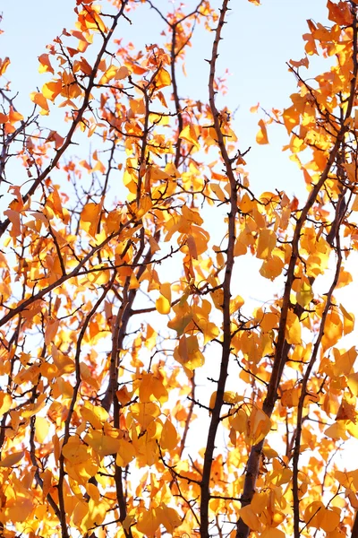 Hermosas hojas de otoño — Foto de Stock