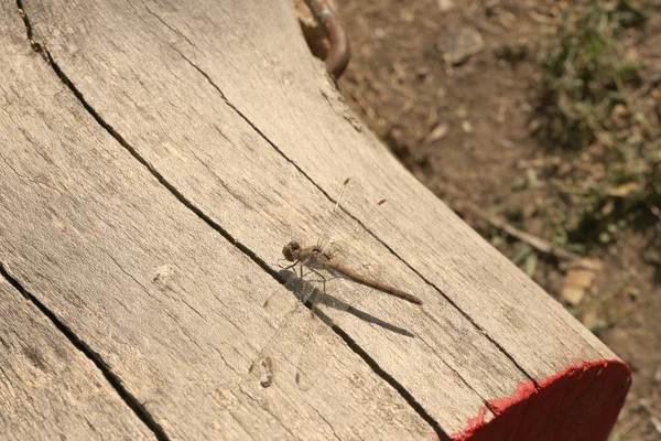 Libellule assis sur bois de pin rondin — Photo