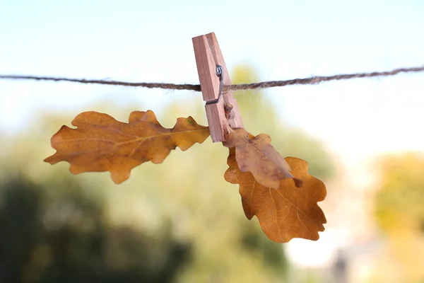 ロープの上のカシの葉 — ストック写真