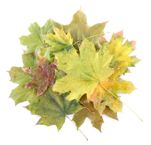 Autumn maple leaves — Stock Photo, Image