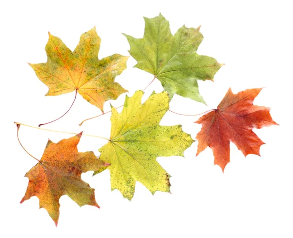 Autumn maple leaves — Stock Photo, Image