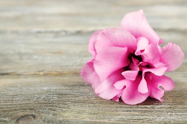 Eustoma piękny kwiat — Zdjęcie stockowe