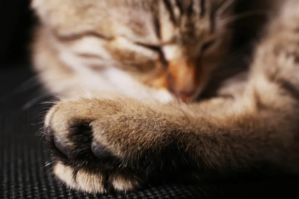 Dormindo gatinho close-up — Fotografia de Stock