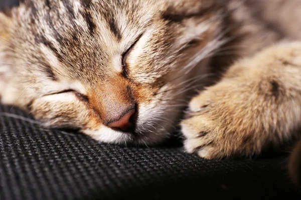 Dormindo gatinho close-up — Fotografia de Stock