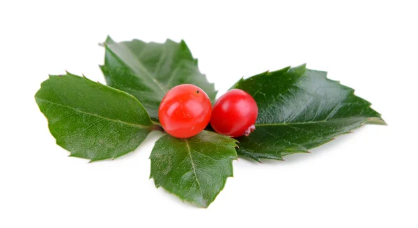 Mistel mit Blättern und Beeren — Stockfoto