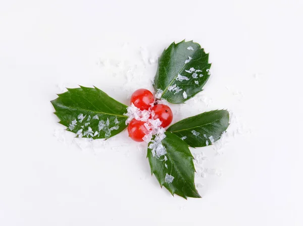 Mistletoe with leaves and berries — Stock Photo, Image