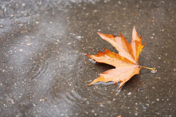 Folha de outono em poça — Fotografia de Stock