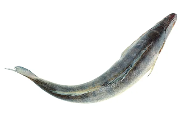 Frischer Fisch — Stockfoto